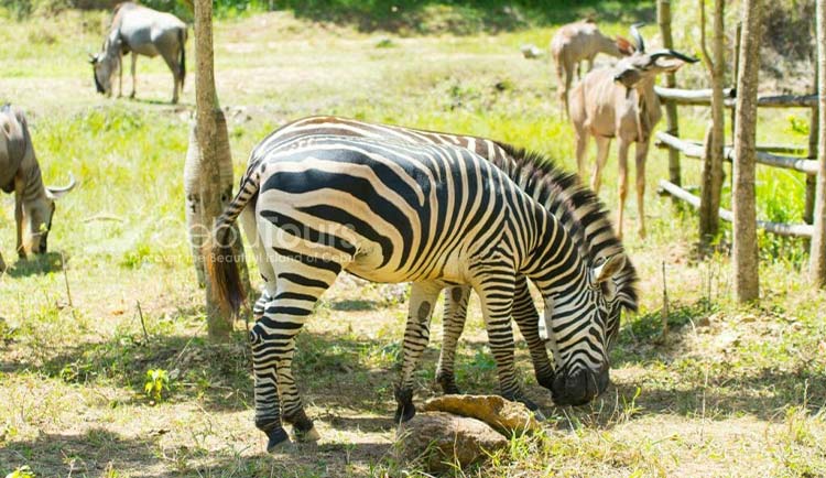 Zebra at Cebu Safari and Adventure Park