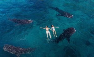 Couple swim with the whale sharks in Oslob