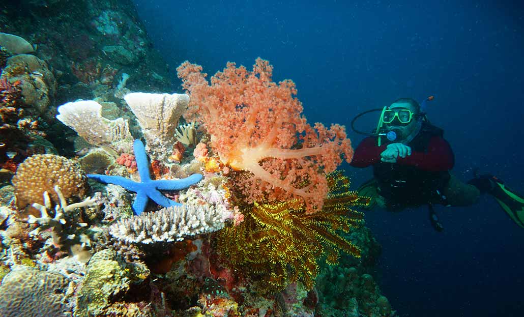 Corals in Moalboal by Moalboal Tourism