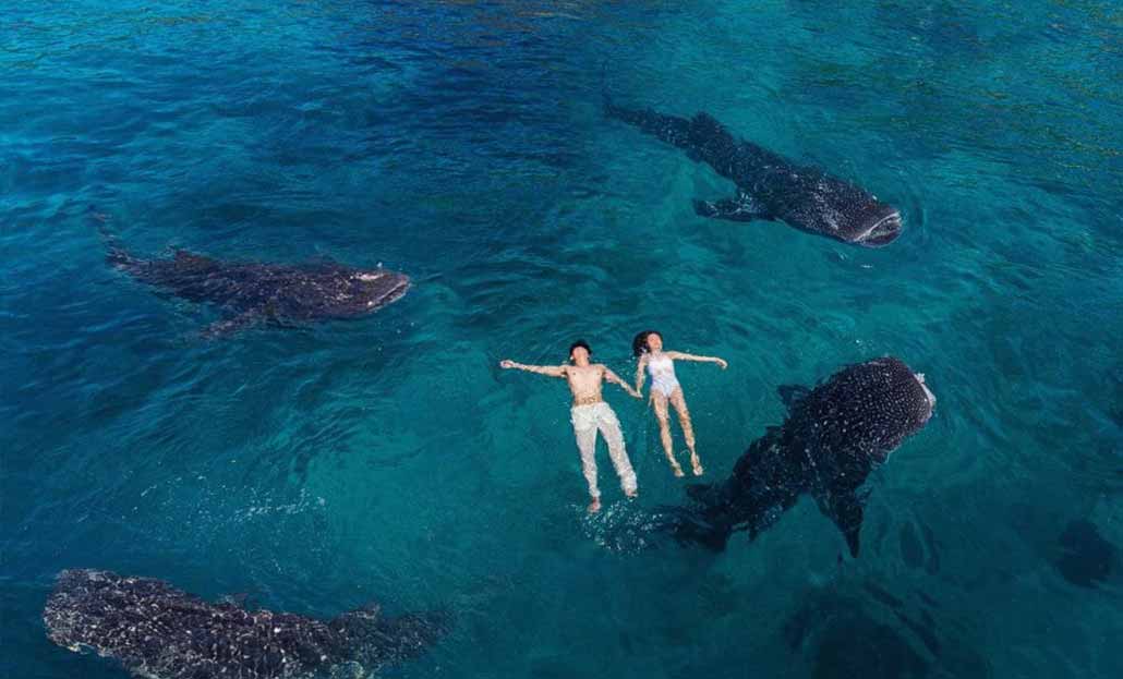 The whale sharks in Oslob