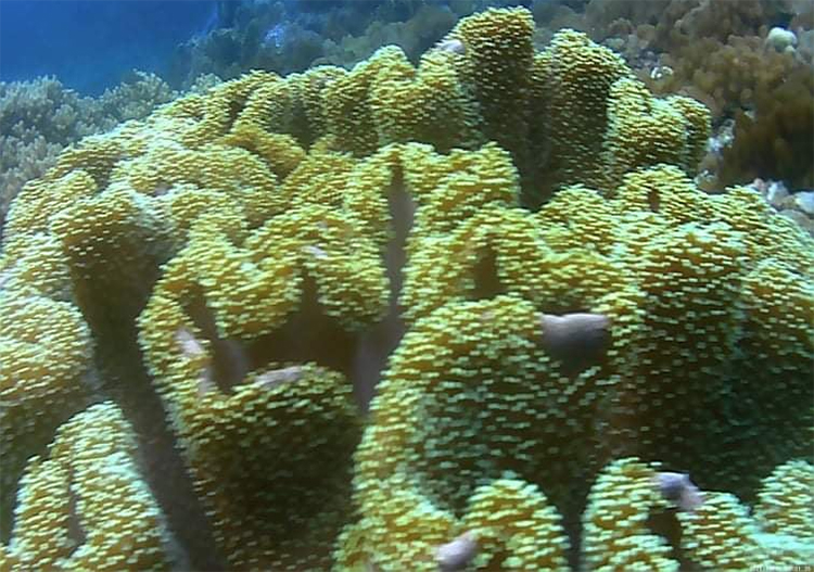Soft Corals in Malapascua Island